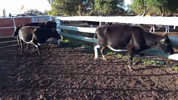 Lote 3 Vaquillonas  Holando y Kiwi 420kg - , Paysandú