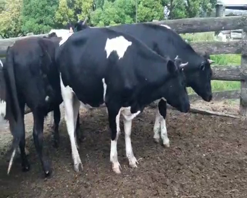 Lote 7 Novillos 1 a 2 años HOLANDO 420kg - , San José