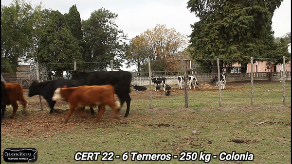 Lote 6 Terneros en Colonia
