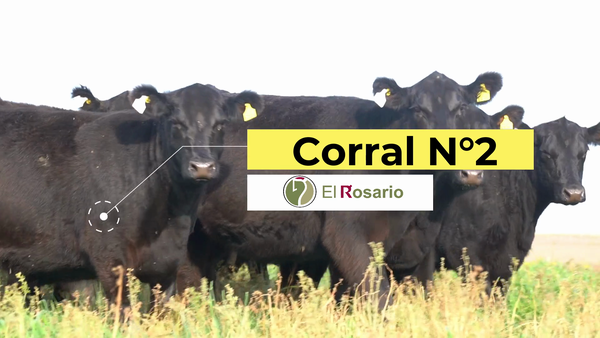 Lote EST. EL ROSARIO: VACAS A. ANGUS NEGRAS PC con Garantía de Preñez 2da Paricion