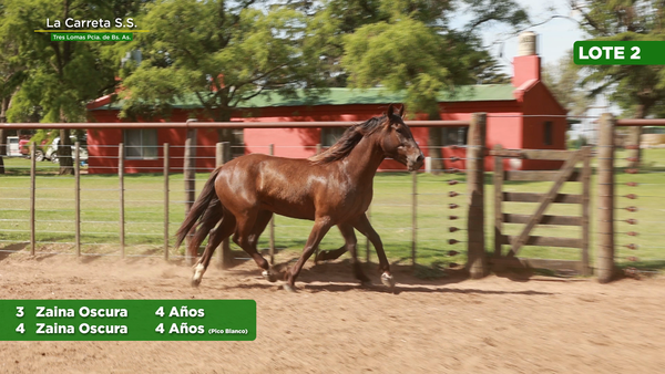 Lote 2 Yeguas