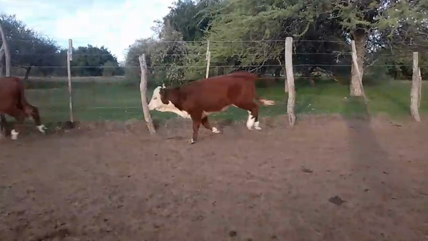 Lote 80 Terneras