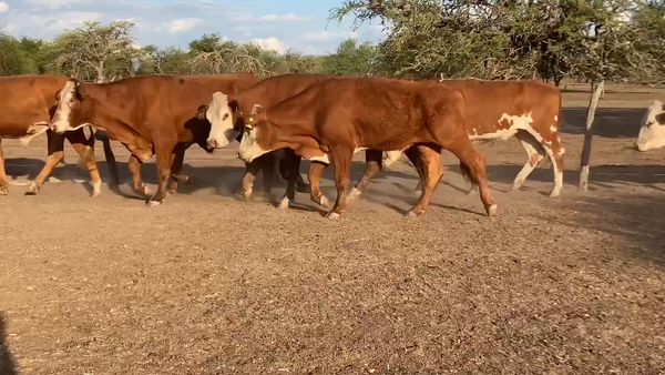 Lote 114 Novillos en Perugorría, Corrientes