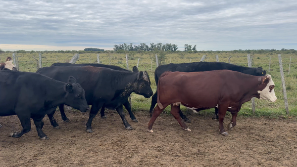 Lote 36 Vacas de invernar en Entre Ríos, Los Conquistadores