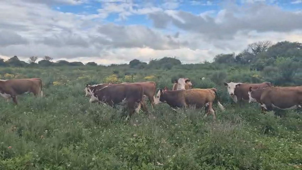 Lote 12 Terneros y Terneras 150kg - , San José