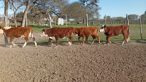Lote 68 Terneros/as