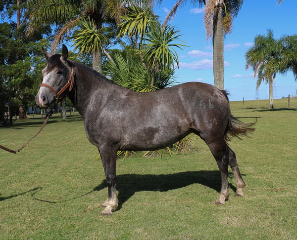 Lote CRESPA TROPILLERA