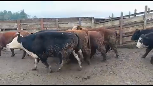 Lote 20 Novillo Gordo en Los Ángeles, VIII Región Biobío