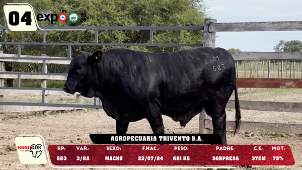 Lote LOTE 4
