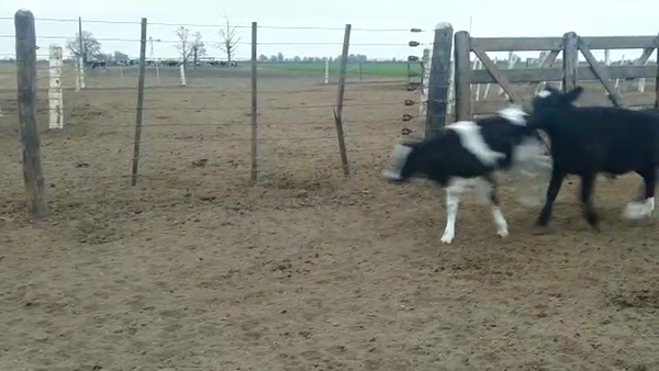 Lote 43 Terneros Holando Argentino y Jersey en Brinkmann, Córdoba