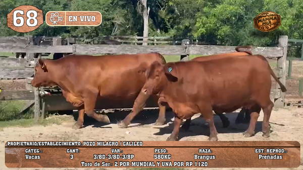 Lote LOTE 68 -EN VIVO