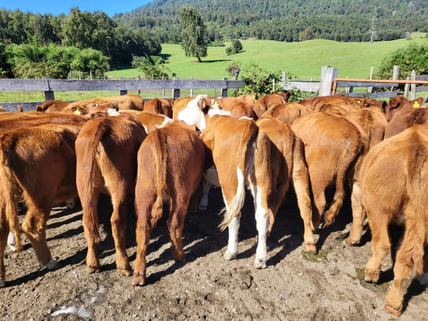 Lote 55 Vaquilla Engorda en Futrono, XIV Región Los Ríos