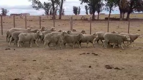 Lote (Vendido)20 Ovejas 40kg -  en ARROYO GRANDE