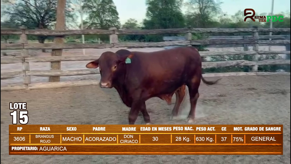 Lote TORO BRANGUS ROJO - AGUARICA