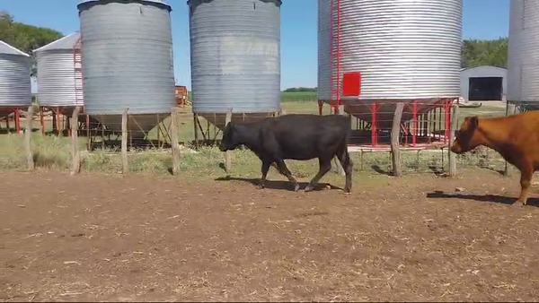 Lote 42 Vacas de invernar