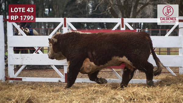 Lote Toro PR