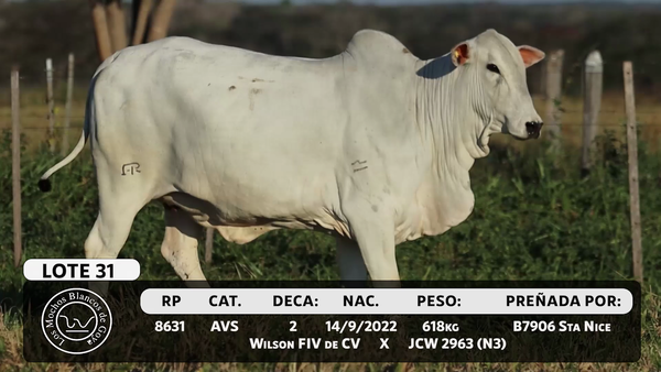 Lote LOTE 31