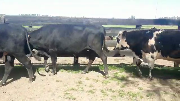 Lote 3 Toros ANGUS 450kg - , San José