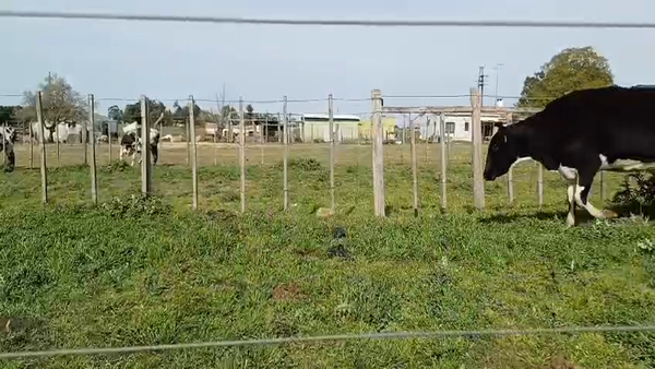 Lote (Vendido)5 Vacas de Invernada 400kg -  en RUTA 45 - LIBERTAD