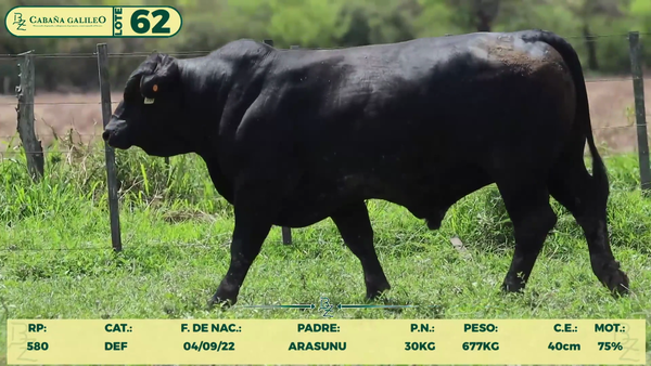 Lote LOTE 62