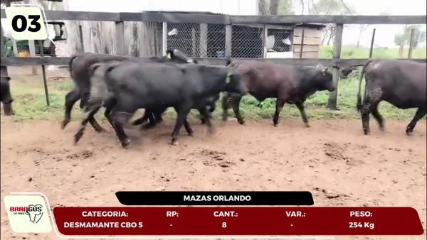 Lote LOTE 3- EN VIVO