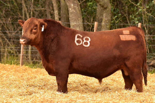 Lote TOROS ANGUS PC