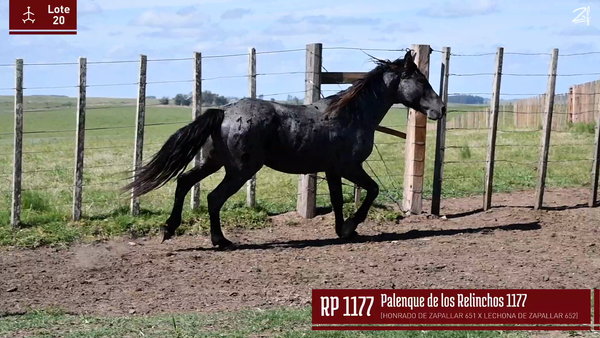 Lote PALENQUE DE LOS RELINCHOS 1177