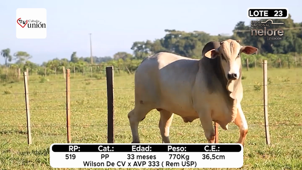 Lote Nacional Nelore Campo - Lote 23