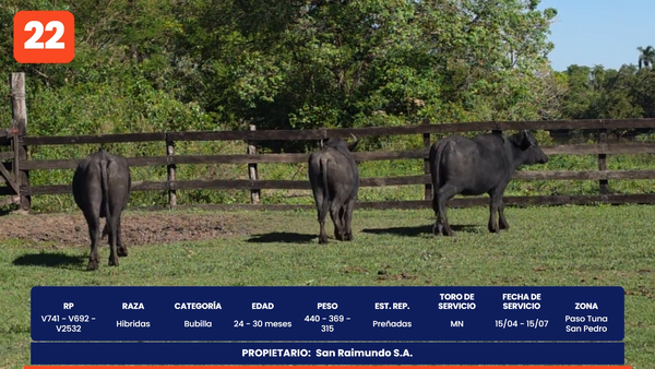 Lote LOTE 22