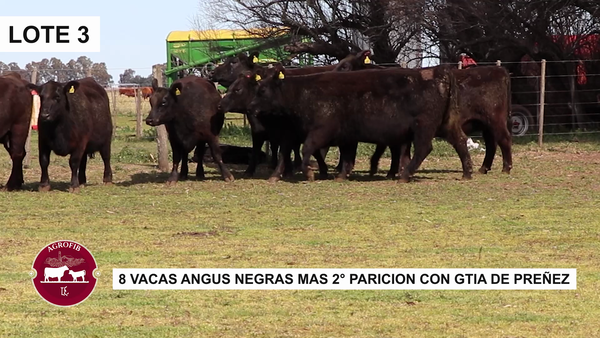 Lote VACAS PREÑADAS
