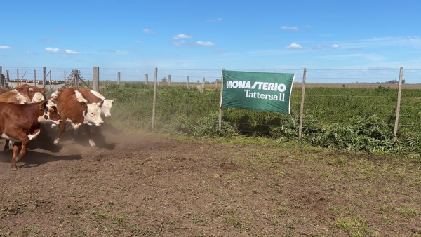 Lote 48 Terneros/as
