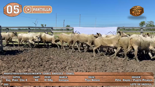 Lote LOTE 5 - POR PANTALLA