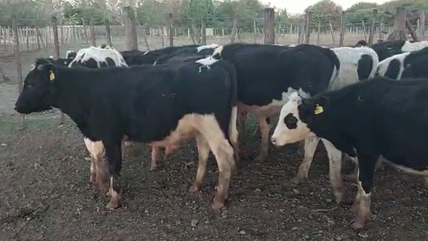 Lote 20 Terneros en Santa Fe, Palacios