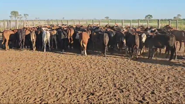 Lote 105 Terneros en Bandera, Santiago del Estero