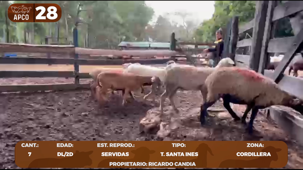 Lote LOTE 28 -POR PANTALLA