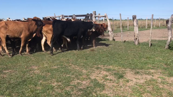 Lote 70 Terneros/as en Corrientes, Saladas