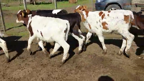 Lote 40 Terneros HOLANDO 80kg - , San José