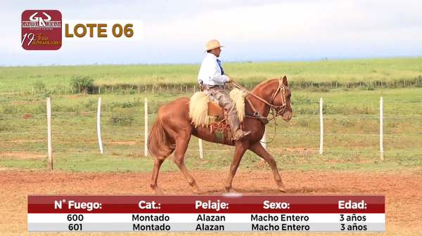 Lote Reproductores de Alborada - Lote 6