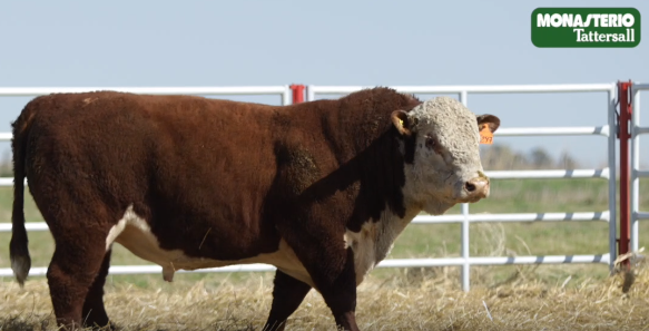 Lote TOROS GENERALES, CONTROLADOS Y REGISTRADOS