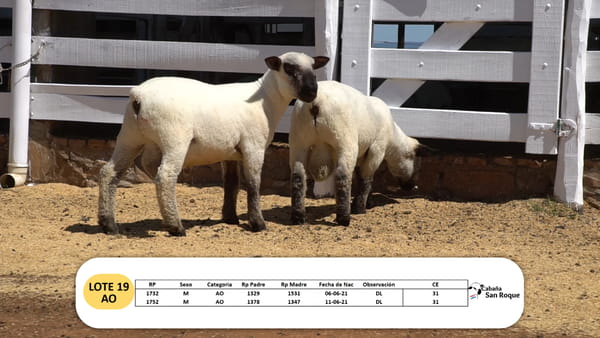 Lote Lote 19 - AO