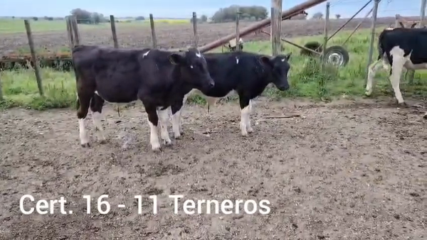 Lote TERNEROS HOLANDO