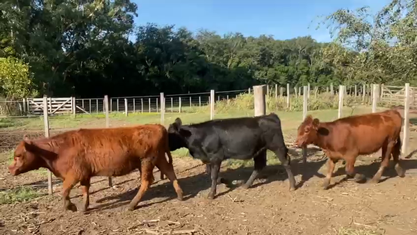 Lote 35 Terneras en Buenos Aires, Bolívar