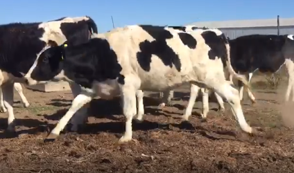 Lote 10 Vaquillonas en Classon, Santa Fe