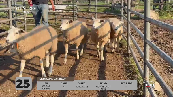Lote LOTE 25