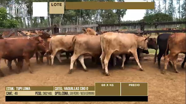 Lote LOTE 37 - 40 VAQUILLAS PREÑADAS CBO 0