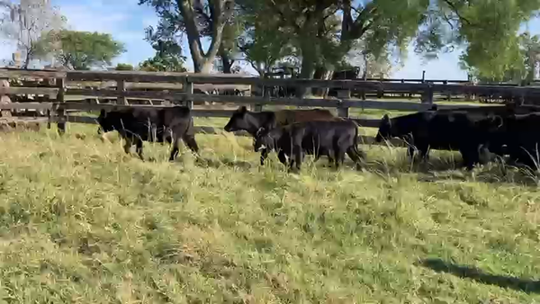 Lote 83 Terneros/as