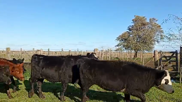 Lote 82 Terneras en Mar de Ajó, Buenos Aires
