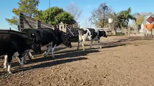 Lote Est. Don Osvaldo - Vaq. Preñadas