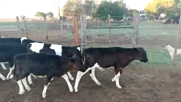 Lote 21 Terneros Holando