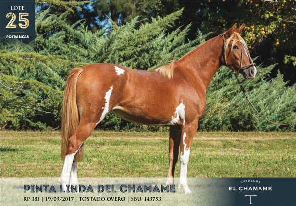 Lote PINTA LINDA DEL CHAMAME